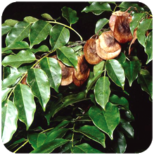 Pterocarpus_marsupium