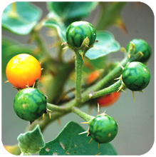 Solanum_xanthocarpum